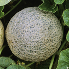 Plant de melon 'Sucrin de Tours' : pot de 0,5 litre